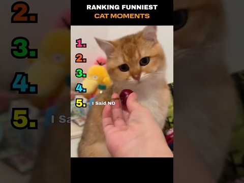 Funny Cats Moments.