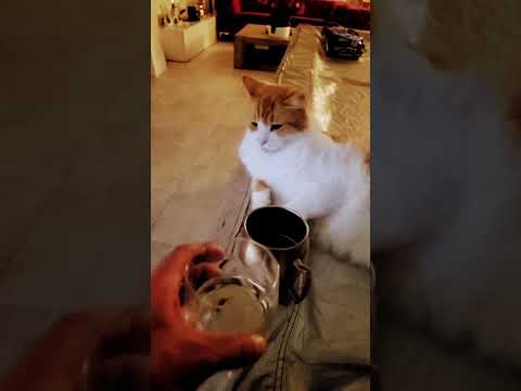 When your best friend quits drinking! Funny Cat Video #funny #funnyanimals #cat #catvideos #catlife