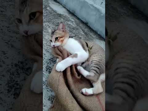 আমার ছোট্ট সোনামণি খুব রেগে গেছে???????? #viral #funny #catvideos #cat #trending #shorts 24♾️