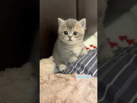 Cute cat dance ???? #reels #cat #catvideos #funnycatvideos #shorts #trendingshorts #ytcat #funny #cute
