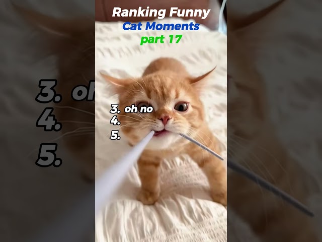 Ranking Funny Cat Moments – Part 17! ????????