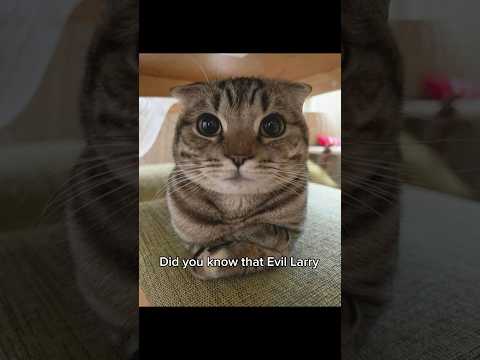 Did you know…. #cat #funny #catvideos #memes #kitten #larrylegend (he’s targeting your pillow)