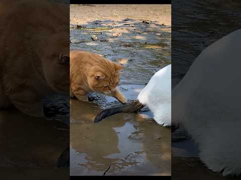 Oh no cat???? #funny #cat #catvideos #trending #youtubeshorts #shorts #comedy #viral #shortvideo