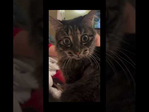 20.#funny #cat #pet #catcat #catshorts #funnycats #catvideos #foryou #fyp #fypシ゚viral #fypyoutube