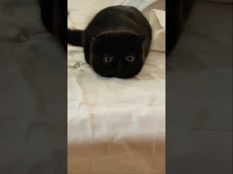 Funny Cat Videos #1 - #FunnyCats #kittens #CatFails #CuteCats #CatLovers #CatVideos #FelineFun #lol