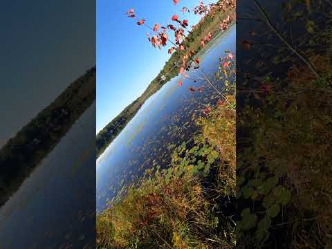 view from a bog
