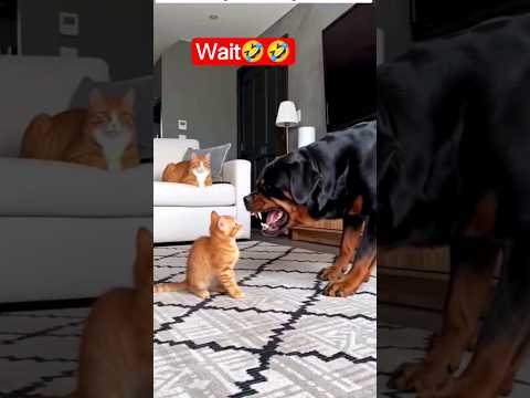 funny cat???????? #shorts #funny #cat #funnycats #cat #shortvideo #dipasofficial #viral #funnyvideo