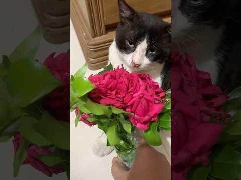 #dj #funny #catvideos  #remix #cat #catshorts  #cute #catvideo  #pets #catlife