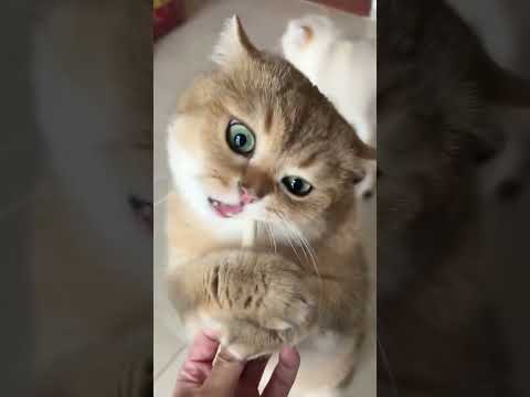 19.#funny #cat #pet #catcat #catshorts #funnycats #catvideos #foryou #fyp #fypシ゚viral #fypyoutube