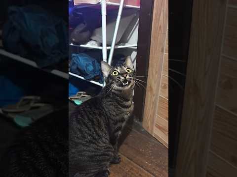 Pusa nakakakita ng kaluluwa? #fyp #shorts #funnyvideo #cat #furbaby #funnycatvideos #viral