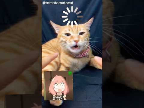 FUNNY CAT VIDEO???????? #shorts #funny