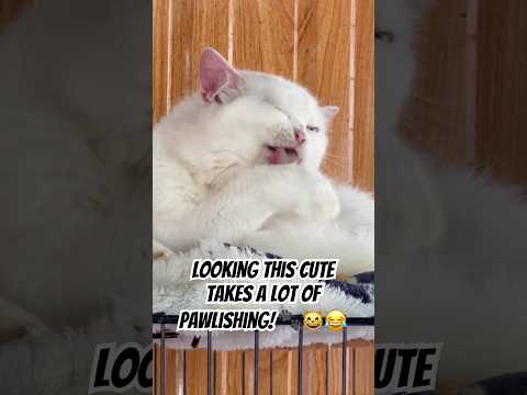 CAT BUSY PAWLISHING????????????#cat #catvideos #kitten #cutecat #funnycat #kitty #shortvideo #shorts