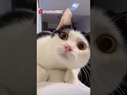 a collection of funny cat videos #cat #kitte #funny #cats #catvideos #pets #cutekittten #funnyanimal