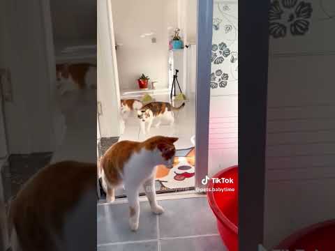 Funny cat videos #shorts #trending #viral Part