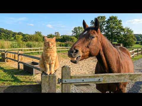 Funny Cat Videos ???? A Collection Of Hilarious Cats That Will Make You Laugh Out Loud And Find Peace ????