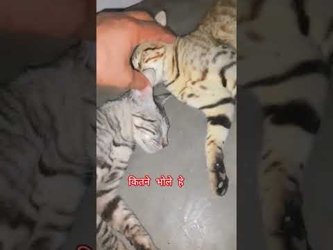 #catvideos #cat #cat #funnycat #funny #cute #song