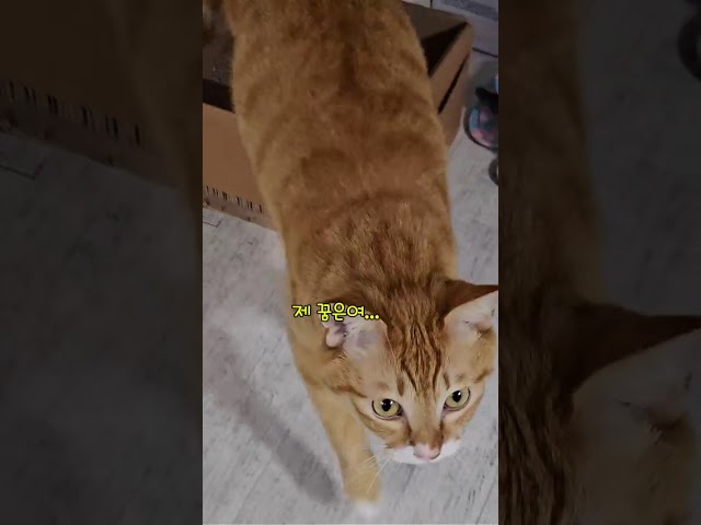 생강이 어디가 ? #cat #고양이 #cats #shorts #funny #catvideos #shortvideo # 인터뷰