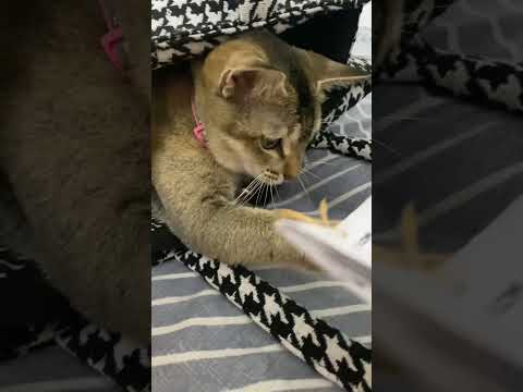 Hussshhh…these humans #cat #prettycat #catlife #catshorts #cute #catvideos #kitten #funny #kitty