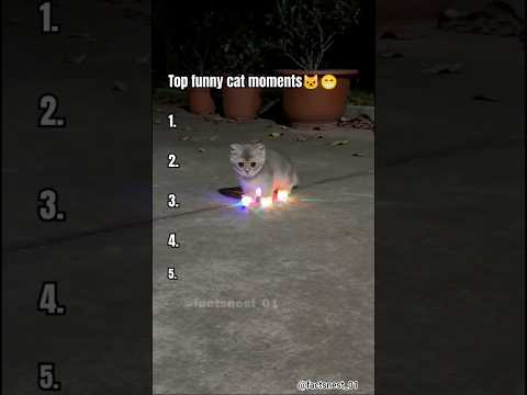 Funny cat videos???? #FunnyCats#viralvideos#ViralShorts #cutecats#funnyshorts#viralreels