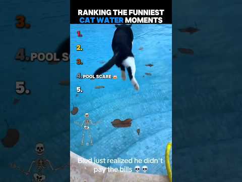 "Try Not to Laugh Challenge: HILARIOUS Funny Cat Videos That Will Leave You in Stitches!"