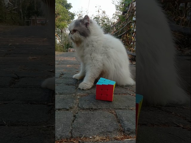 Funny Cat Videos ???? Ming playing Rubik ???? (7)