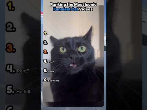 #cat ranking funniest cat videos
