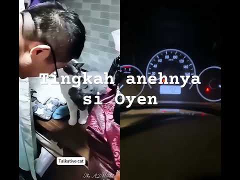 Oyen dengan segala tingkahnya #shorts #funny #catvideos #kucinglucu