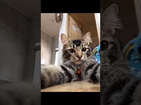 Kucing tampan lagi selfie ???? #funny #cat #catvideos #kucing #kucinglucu #hewanlucu