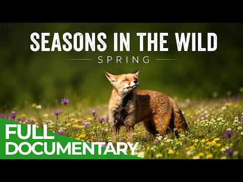 Season in the Wild: Spring - Nature’s Great Awakening | Free Documentary Nature