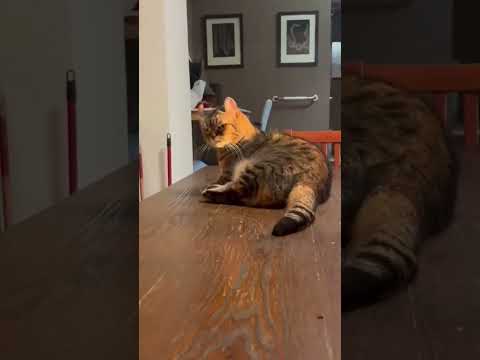 Cats Funny Time Never Ends #funny #catvideos #shorts