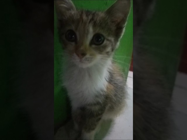 funny Cat Videos #cat #cute #cutecat #fypシ #funny