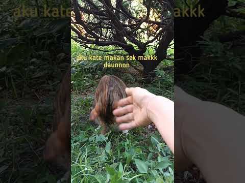 Macan manis ngomel2 pada makke #catcomedy #catvideos #funny cat