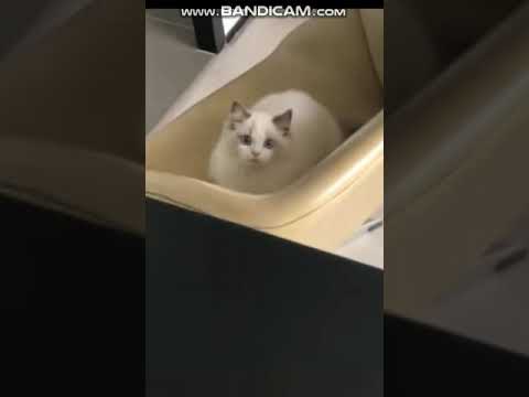 baby cats short #viral  cute and funny cat videos