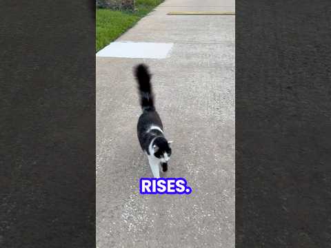 Walking With God Changes Everything #cat #catvideos #funnycat #kitten #pets #catlife #funnypets#kid
