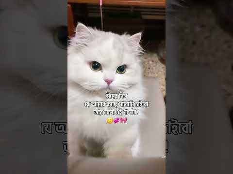 যারা সালামী চাও তাদের জন্য এই গান???? #caption007 #catfunny #catvideos #funnycatvideos #funny #love