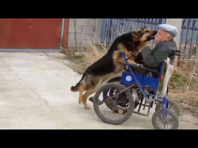A touching story about the dog who replaced a disabled person his friends, children and relatives
