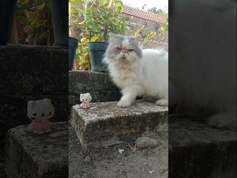 Funny Cat Videos ???? Ming and Hello Kitty