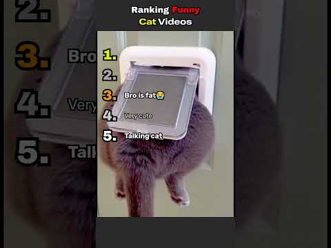 Ranking Funny Cat Videos????