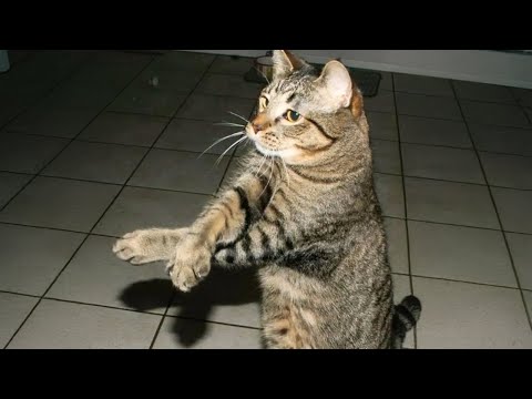 Funny CATS are here to MAKE YOU LAUGH! 