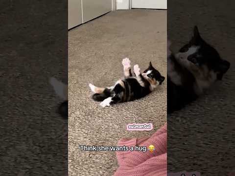 Cute cat dance ???? #reels #cat #catvideos #funnycatvideos #shorts #trendingshorts #ytcat #funny #cute