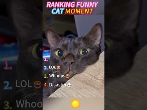 ???? Funny cat videos | cute cats | Try not to laugh | Cat videos Compilation #shorts ????