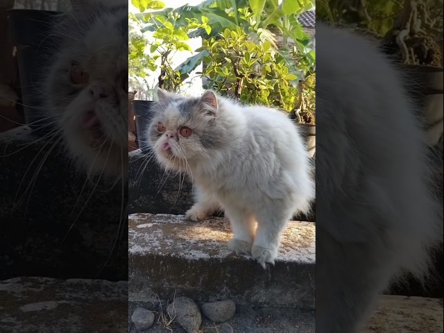 Funny Cat Videos ???? Cute cat antics (5)