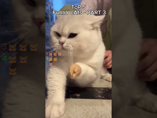 top 5 funny cats part 3 #cat #catvideos #catshorts