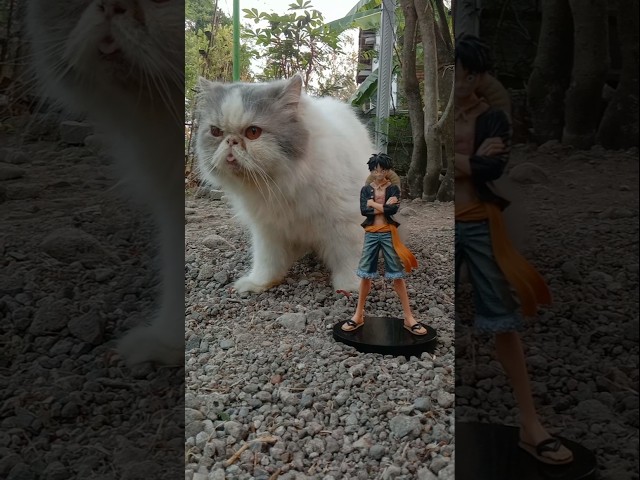 Funny Cat Videos ???? Ming and Luvvy (6)