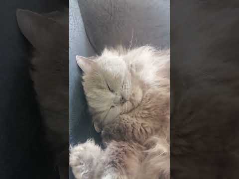 Funny cat sleep eating 