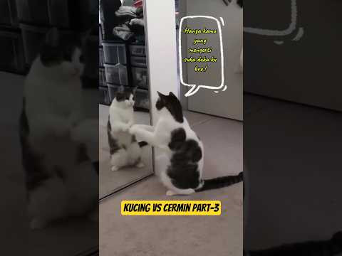 Kucing vs cermin part-3 ???? #cat #funnycatvideos #catvsmirror