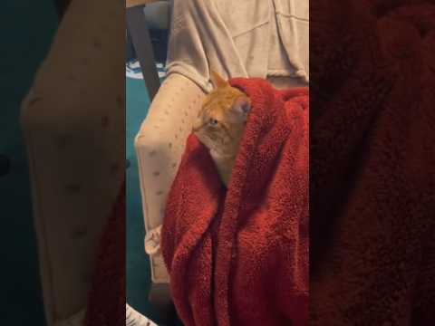 Operation wake up the cats #sleep #wakeup #cat #funny #catvideos #pets