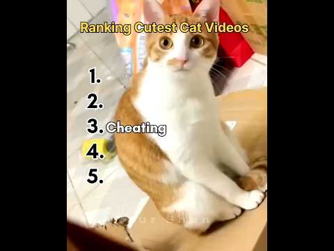 Ranking cutest and funny Cat Moments #shorts #animal #funny #cute #cat #funnycatvideos
