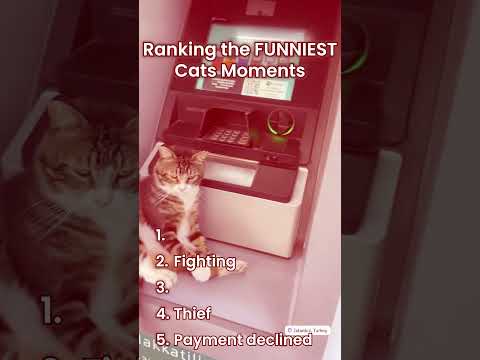 Ranking the funniest cats moments