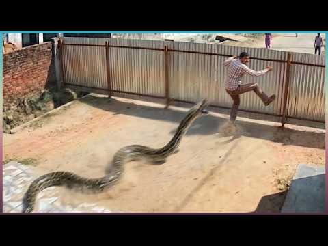 Terrifying Snake Encounters Caught on Camera